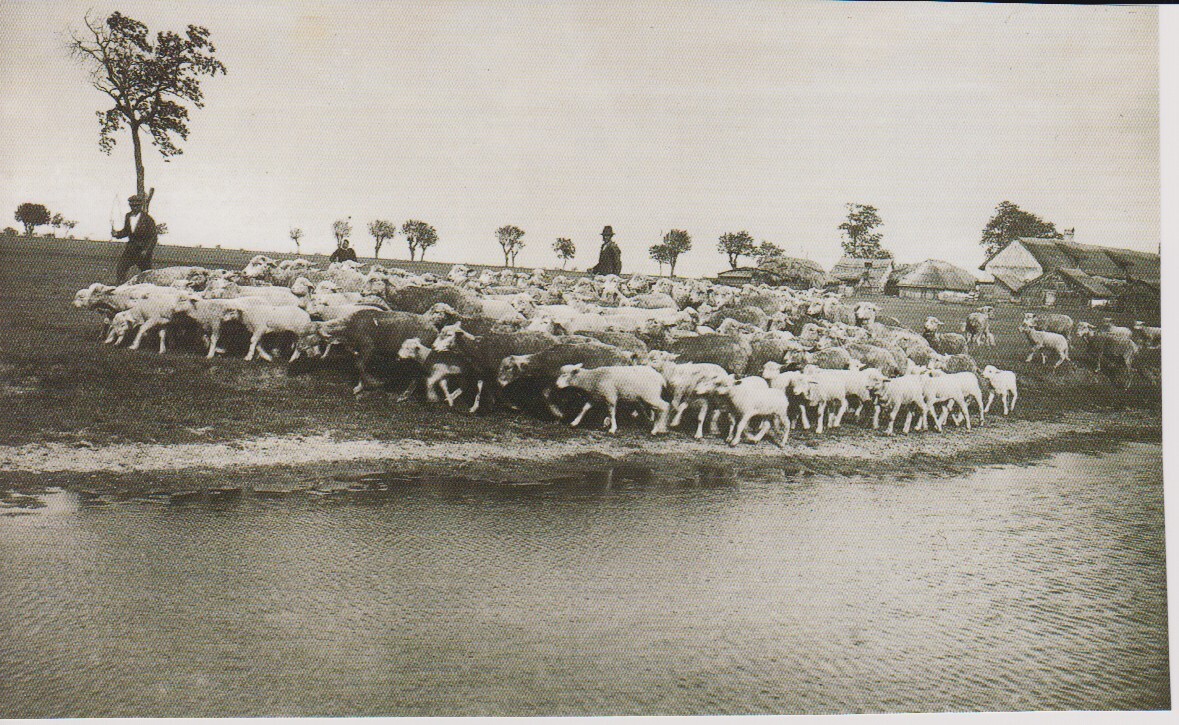 Zu sehen ist eine Schafherde und ein Schäfer im Seewinkel.